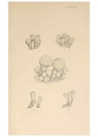 Reproducción/Reproduction 49552214616: The British Tunicata;. London,Printed for the Ray society,1905-12.. 