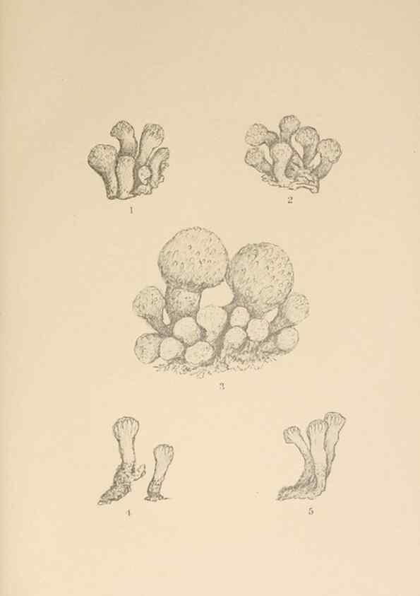 Reproducción/Reproduction 49552214616: The British Tunicata;. London,Printed for the Ray society,1905-12.. 