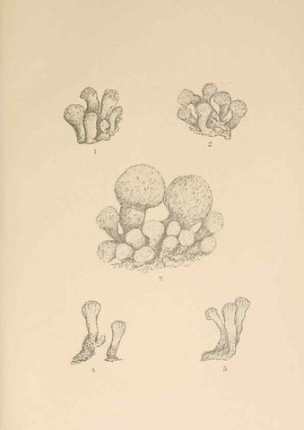 Reproducción/Reproduction 49552214616: The British Tunicata;. London,Printed for the Ray society,1905-12.. 