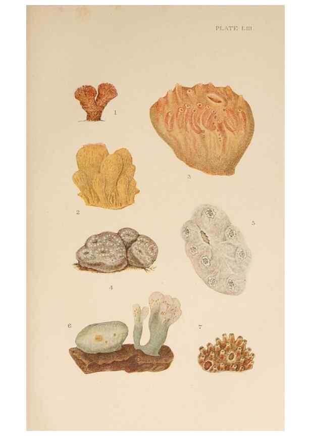 Reproducción/Reproduction 49551717253: The British Tunicata;. London,Printed for the Ray society,1905-12.. 