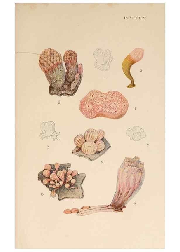 Reproducción/Reproduction 49552215131: The British Tunicata;. London,Printed for the Ray society,1905-12.. 