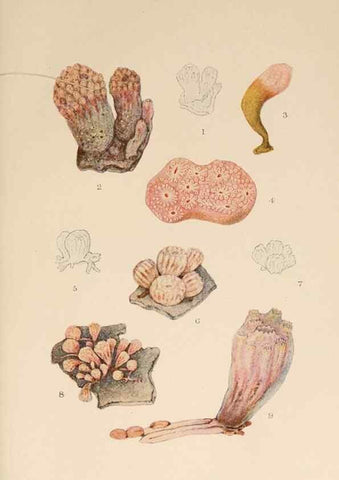 Reproducción/Reproduction 49552215131: The British Tunicata;. London,Printed for the Ray society,1905-12.. 