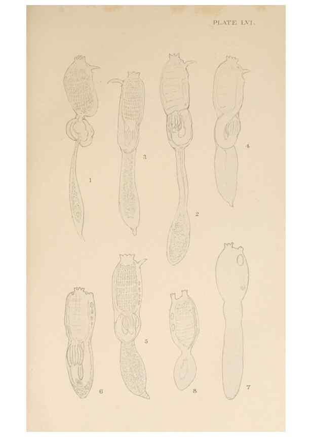 Reproducción/Reproduction 49552215491: The British Tunicata;. London,Printed for the Ray society,1905-12.. 