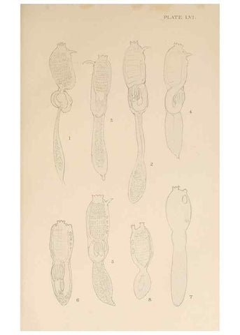 Reproducción/Reproduction 49552215491: The British Tunicata;. London,Printed for the Ray society,1905-12.. 