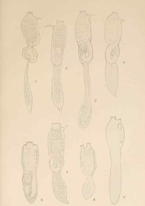 Reproducción/Reproduction 49552215491: The British Tunicata;. London,Printed for the Ray society,1905-12.. 