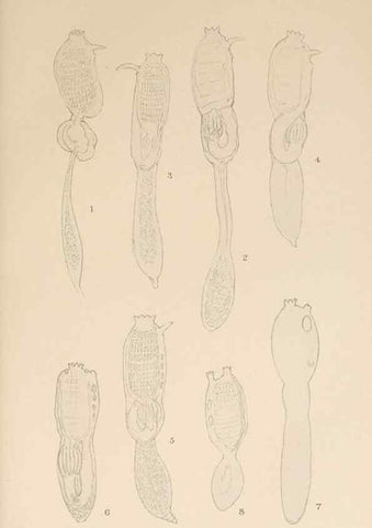 Reproducción/Reproduction 49552215491: The British Tunicata;. London,Printed for the Ray society,1905-12.. 