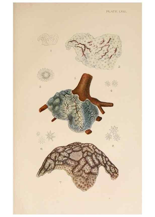 Reproducción/Reproduction 49551718158: The British Tunicata;. London,Printed for the Ray society,1905-12.. 