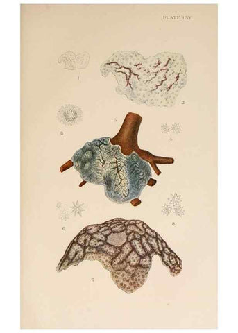 Reproducción/Reproduction 49551718158: The British Tunicata;. London,Printed for the Ray society,1905-12.. 