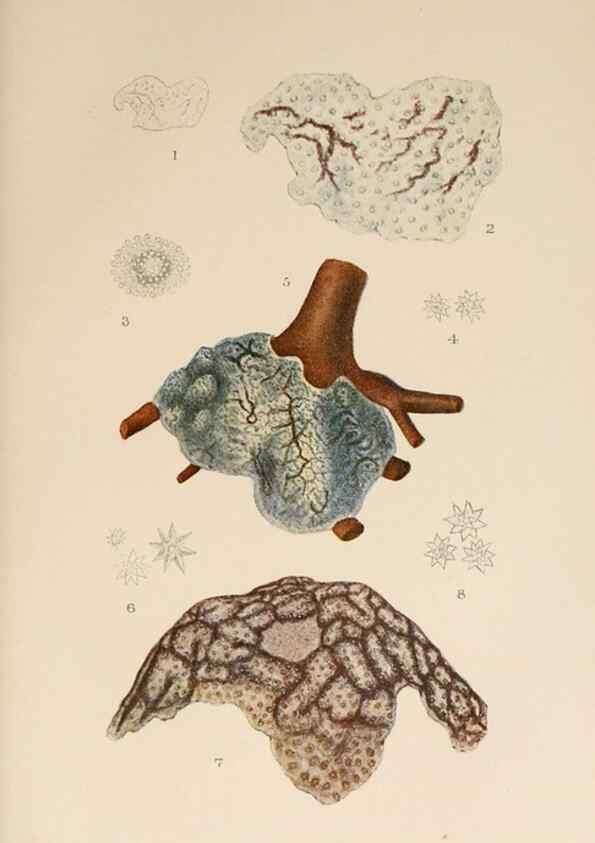 Reproducción/Reproduction 49551718158: The British Tunicata;. London,Printed for the Ray society,1905-12.. 