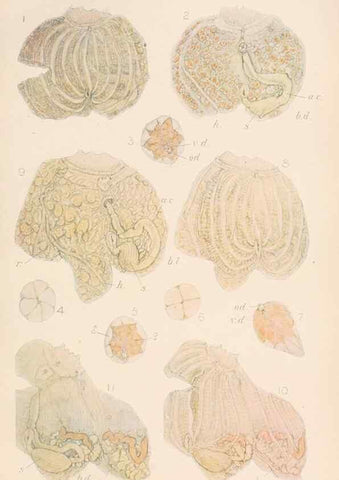 Reproducción/Reproduction 49551676068: The British Tunicata;. London,Printed for the Ray society,1905-12.. 