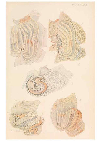 Reproducción/Reproduction 49552171996: The British Tunicata;. London,Printed for the Ray society,1905-12.. 