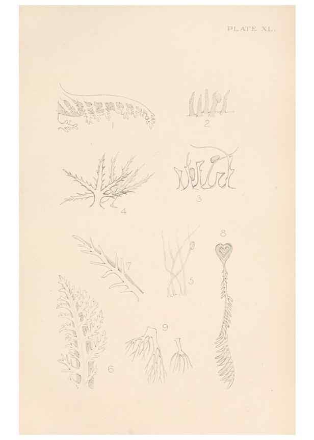 Reproducción/Reproduction 49552409837: The British Tunicata;. London,Printed for the Ray society,1905-12.. 