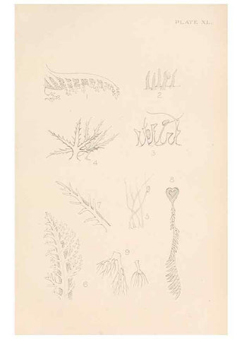Reproducción/Reproduction 49552409837: The British Tunicata;. London,Printed for the Ray society,1905-12.. 