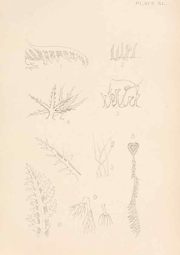 Reproducción/Reproduction 49552409837: The British Tunicata;. London,Printed for the Ray society,1905-12.. 