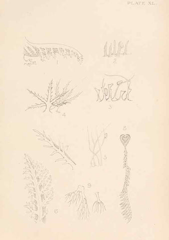 Reproducción/Reproduction 49552409837: The British Tunicata;. London,Printed for the Ray society,1905-12.. 