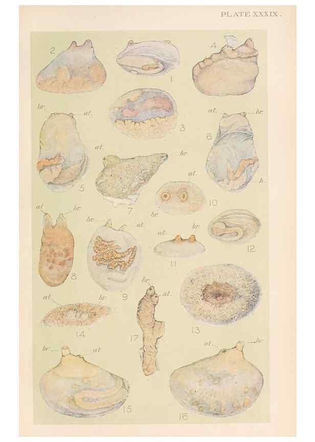 Reproducción/Reproduction 49552409522: The British Tunicata;. London,Printed for the Ray society,1905-12.. 
