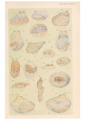 Reproducción/Reproduction 49552409522: The British Tunicata;. London,Printed for the Ray society,1905-12.. 