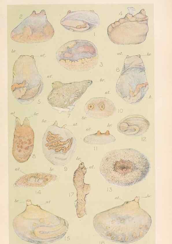 Reproducción/Reproduction 49552409522: The British Tunicata;. London,Printed for the Ray society,1905-12.. 
