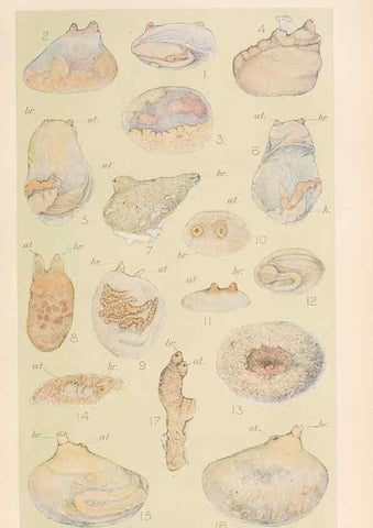Reproducción/Reproduction 49552409522: The British Tunicata;. London,Printed for the Ray society,1905-12.. 