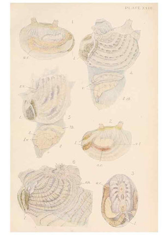 Reproducción/Reproduction 49551671438: The British Tunicata;. London,Printed for the Ray society,1905-12.. 
