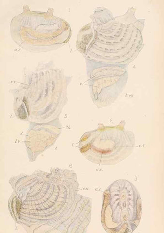 Reproducción/Reproduction 49551671438: The British Tunicata;. London,Printed for the Ray society,1905-12.. 