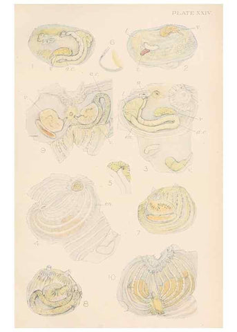Reproducción/Reproduction 49552405997: The British Tunicata;. London,Printed for the Ray society,1905-12.. 
