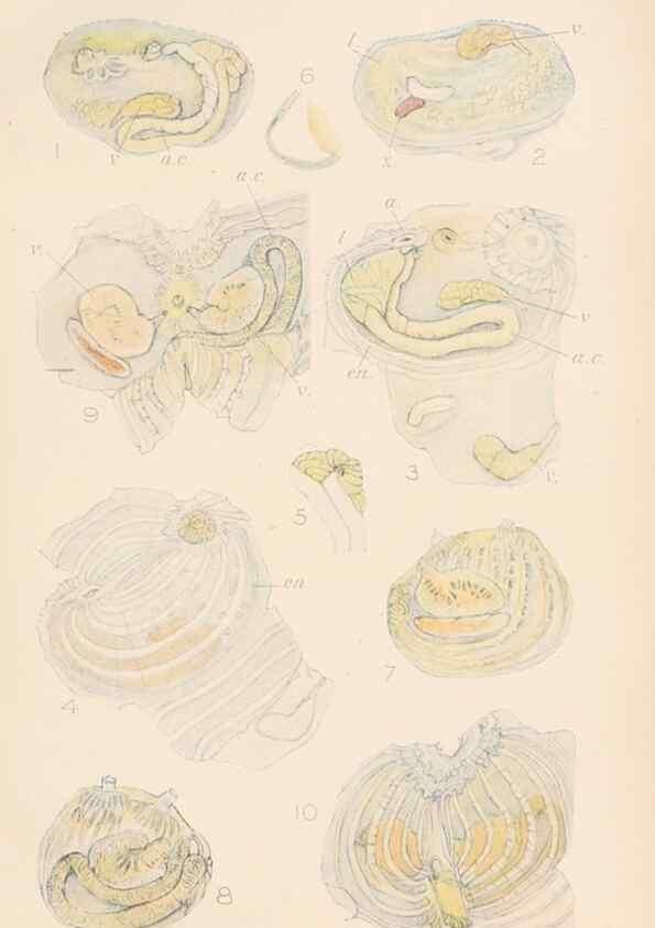 Reproducción/Reproduction 49552405997: The British Tunicata;. London,Printed for the Ray society,1905-12.. 
