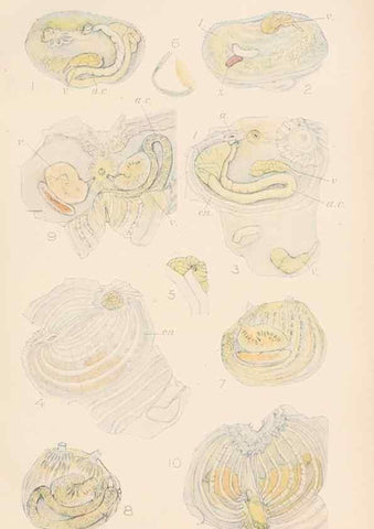 Reproducción/Reproduction 49552405997: The British Tunicata;. London,Printed for the Ray society,1905-12.. 