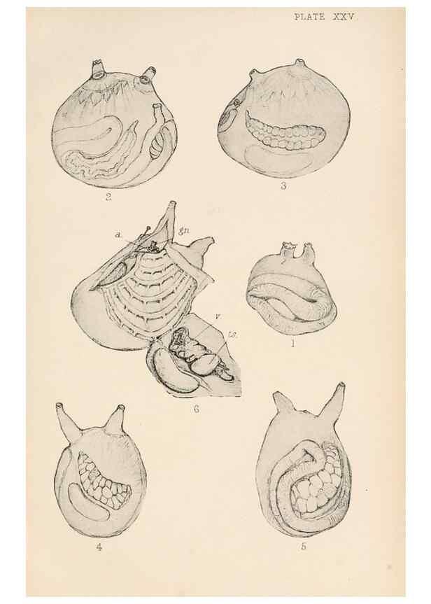 Reproducción/Reproduction 49552167746: The British Tunicata;. London,Printed for the Ray society,1905-12.. 
