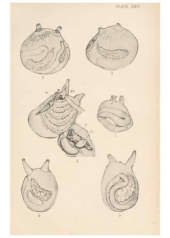 Reproducción/Reproduction 49552167746: The British Tunicata;. London,Printed for the Ray society,1905-12.. 