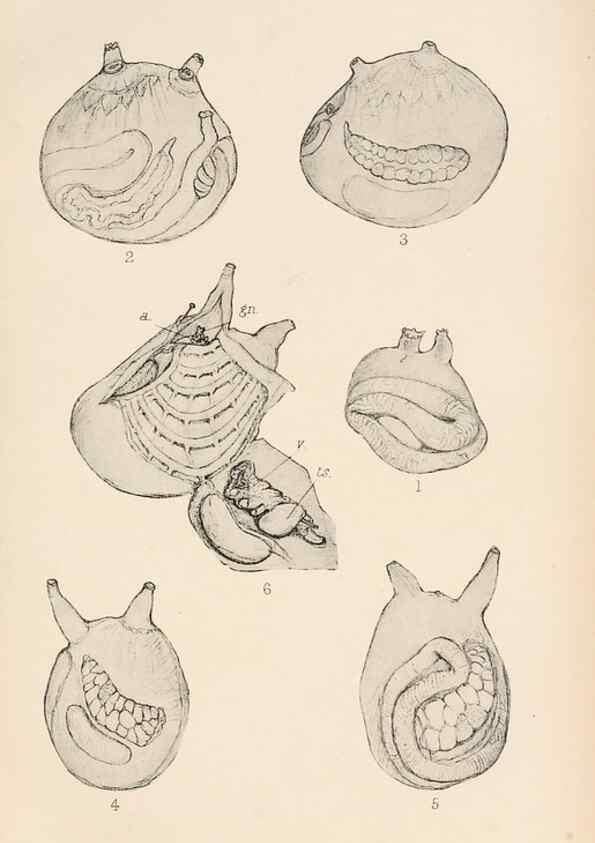 Reproducción/Reproduction 49552167746: The British Tunicata;. London,Printed for the Ray society,1905-12.. 