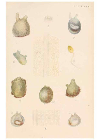 Reproducción/Reproduction 49551672123: The British Tunicata;. London,Printed for the Ray society,1905-12.. 