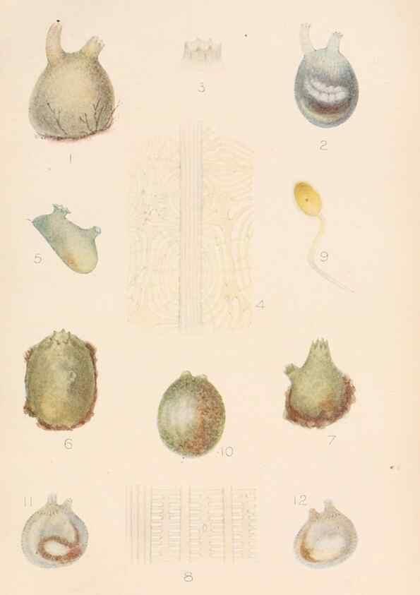 Reproducción/Reproduction 49551672123: The British Tunicata;. London,Printed for the Ray society,1905-12.. 