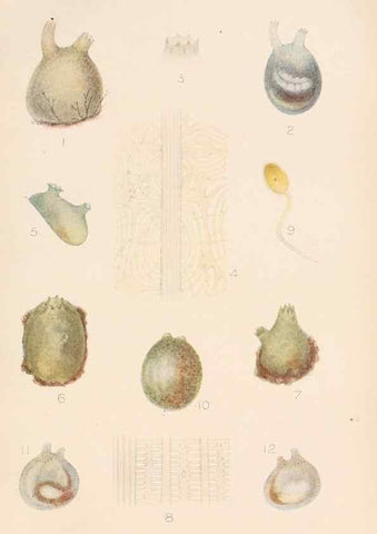 Reproducción/Reproduction 49551672123: The British Tunicata;. London,Printed for the Ray society,1905-12.. 