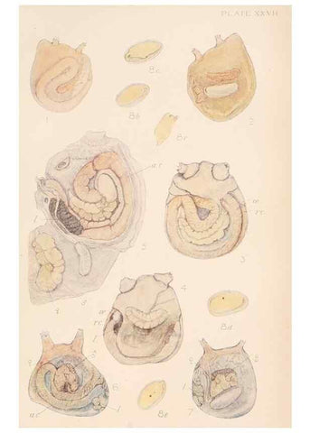 Reproducción/Reproduction 49552406662: The British Tunicata;. London,Printed for the Ray society,1905-12.. 