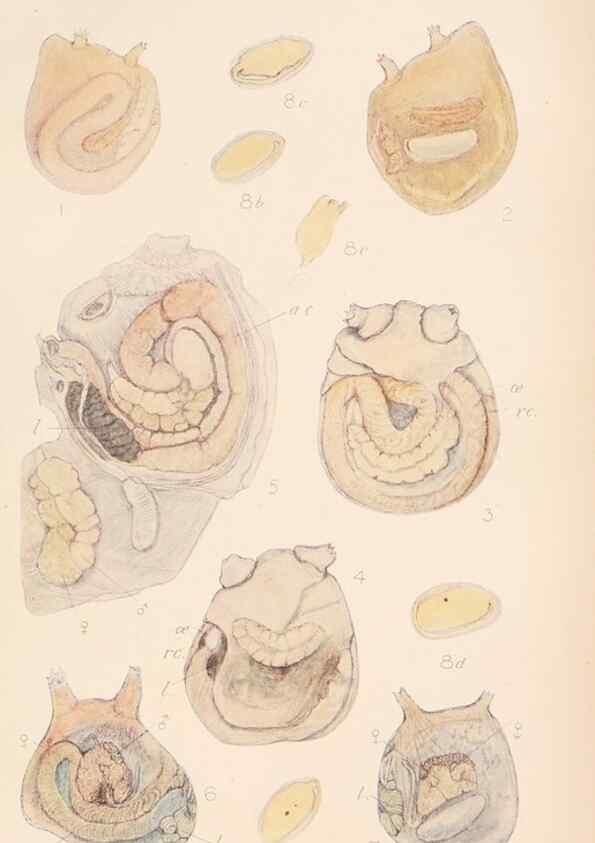 Reproducción/Reproduction 49552406662: The British Tunicata;. London,Printed for the Ray society,1905-12.. 