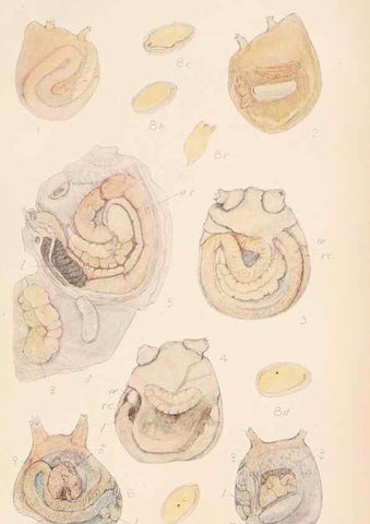 Reproducción/Reproduction 49552406662: The British Tunicata;. London,Printed for the Ray society,1905-12.. 