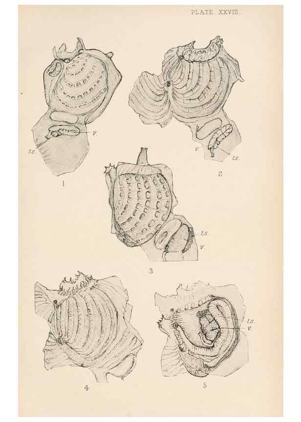 Reproducción/Reproduction 49551672603: The British Tunicata;. London,Printed for the Ray society,1905-12.. 