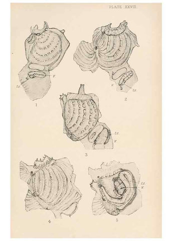 Reproducción/Reproduction 49551672603: The British Tunicata;. London,Printed for the Ray society,1905-12.. 