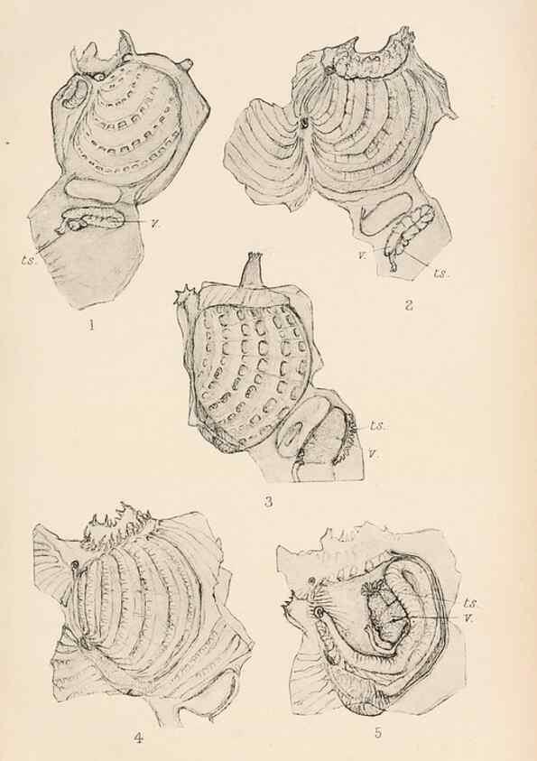 Reproducción/Reproduction 49551672603: The British Tunicata;. London,Printed for the Ray society,1905-12.. 