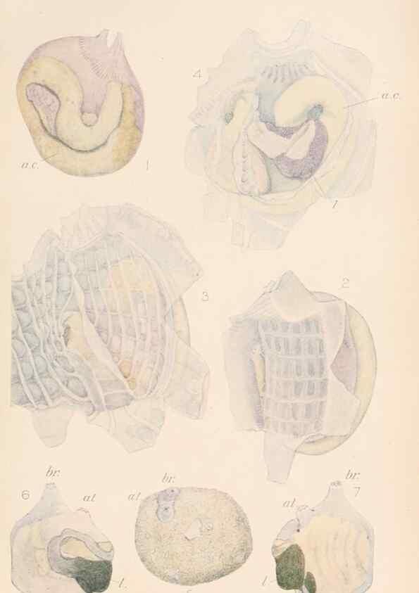 Reproducción/Reproduction 49552168741: The British Tunicata;. London,Printed for the Ray society,1905-12.. 
