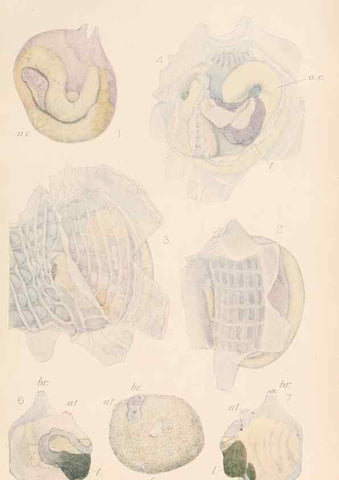 Reproducción/Reproduction 49552168741: The British Tunicata;. London,Printed for the Ray society,1905-12.. 
