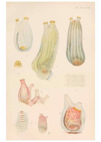 Reproducción/Reproduction 49552405282: The British Tunicata;. London,Printed for the Ray society,1905-12.. 