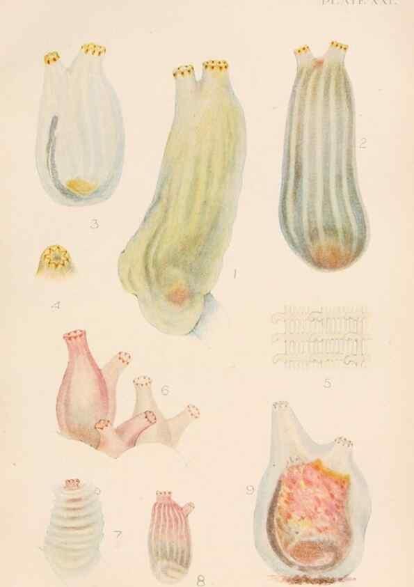 Reproducción/Reproduction 49552405282: The British Tunicata;. London,Printed for the Ray society,1905-12.. 