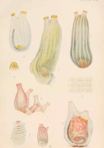 Reproducción/Reproduction 49552405282: The British Tunicata;. London,Printed for the Ray society,1905-12.. 