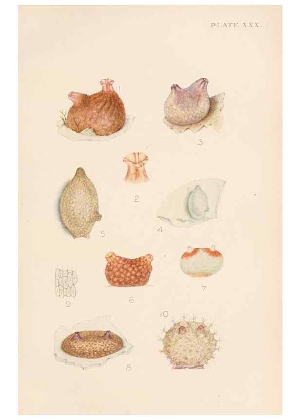 Reproducción/Reproduction 49551673073: The British Tunicata;. London,Printed for the Ray society,1905-12.. 