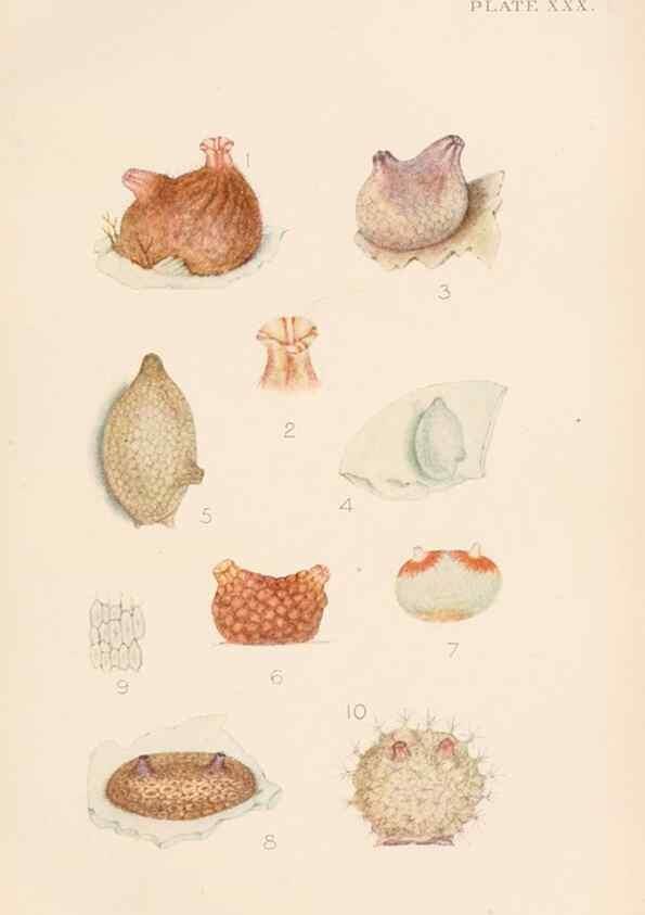 Reproducción/Reproduction 49551673073: The British Tunicata;. London,Printed for the Ray society,1905-12.. 
