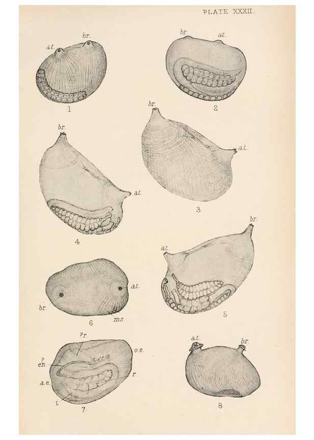 Reproducción/Reproduction 49552169666: The British Tunicata;. London,Printed for the Ray society,1905-12.. 