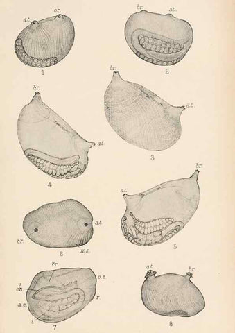Reproducción/Reproduction 49552169666: The British Tunicata;. London,Printed for the Ray society,1905-12.. 