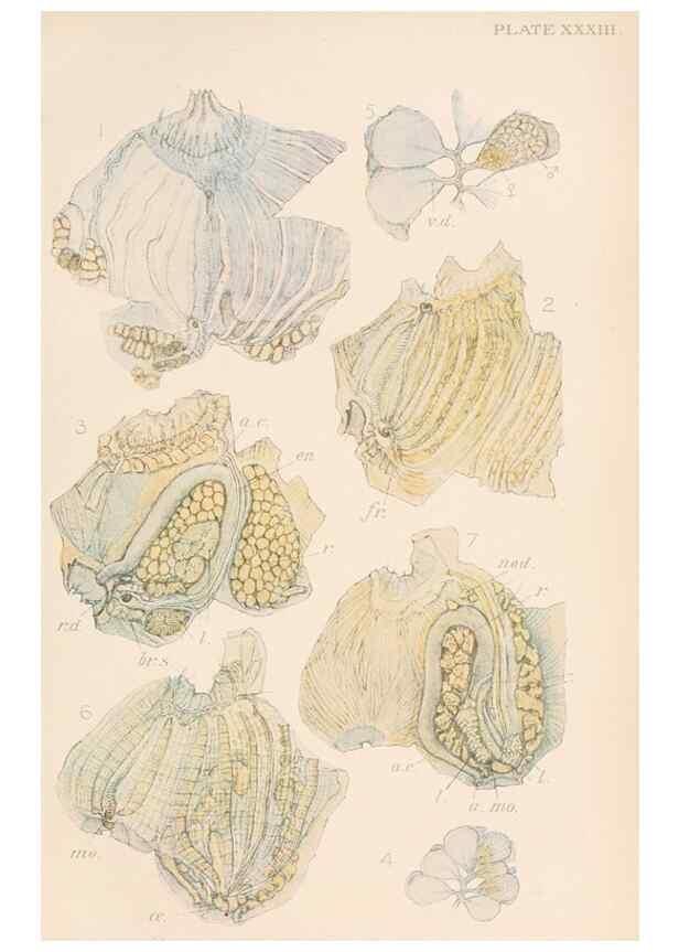 Reproducción/Reproduction 49552169956: The British Tunicata;. London,Printed for the Ray society,1905-12.. 